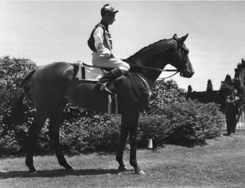 Seabiscuit is Born